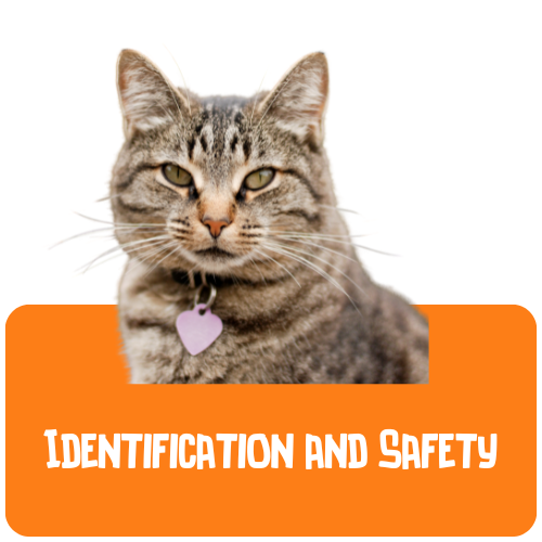 Cat Identification and Safety